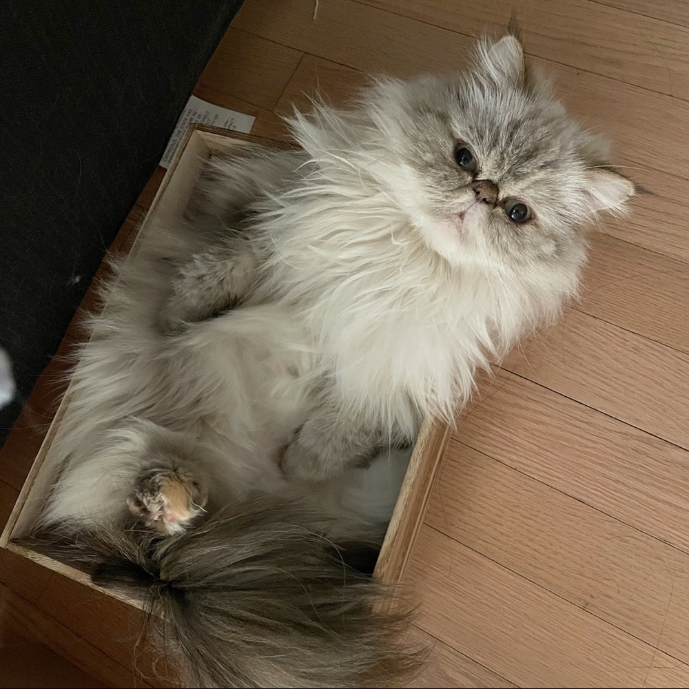 Meet your Posher, Christine